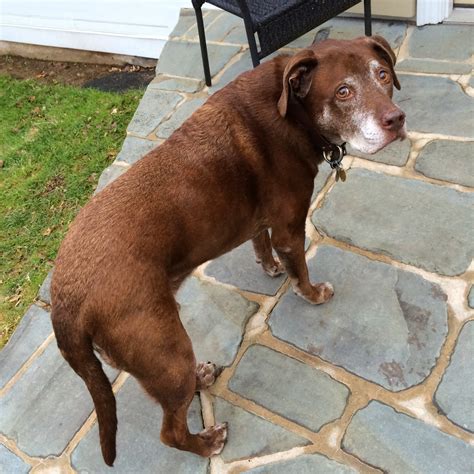 Content in a Cottage: Such a Handsome Dog