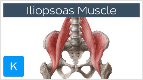 Iliopsoas Muscle: Action / Function, Anatomy & Innervation - Human Anatomy | Kenhub - YouTube