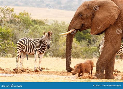 The happy wild animals stock photo. Image of african - 80501340