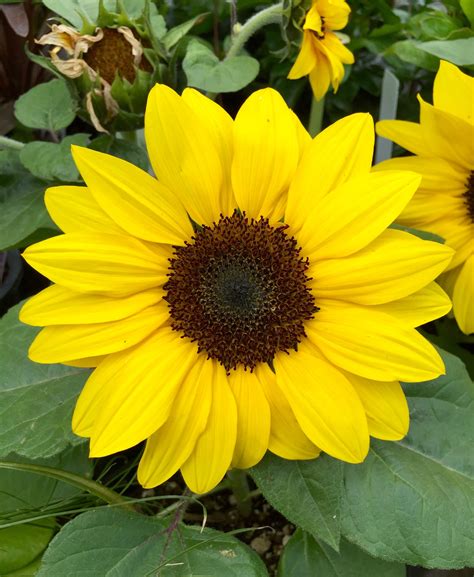 are dwarf sunflowers toxic to cats - Good It Webzine Photographic Exhibit