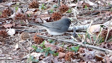 Dark-eyed Junco feeding on the ground / Junco ardoisé - YouTube