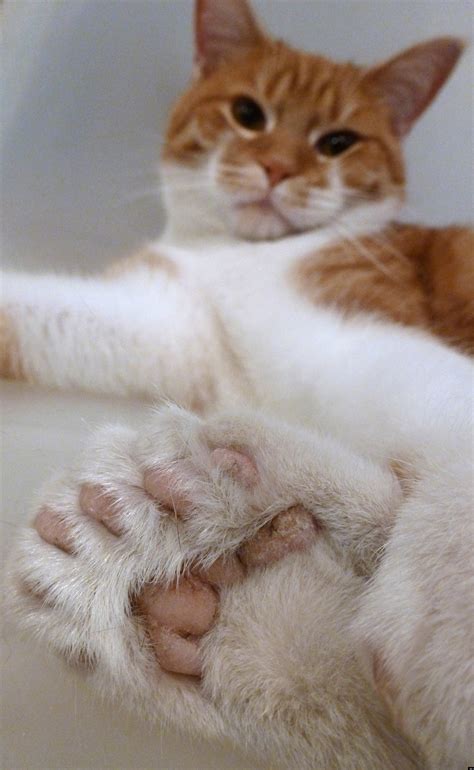 Cat With 26 Toes To Foot The Bill For Animal Rescue Center (VIDEO ...