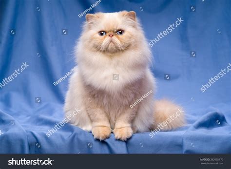 9,483 Persian Cats Blue Background Images, Stock Photos & Vectors ...