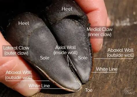 A-Z Sheep Hooves: Anatomy, Problems, Trimming, Caring - Sand Creek Farm