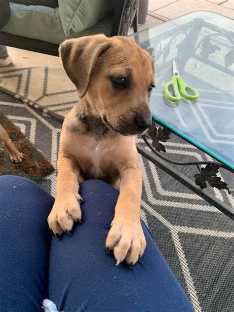 Black Mouth Cur/Catahoula Mix Puppies