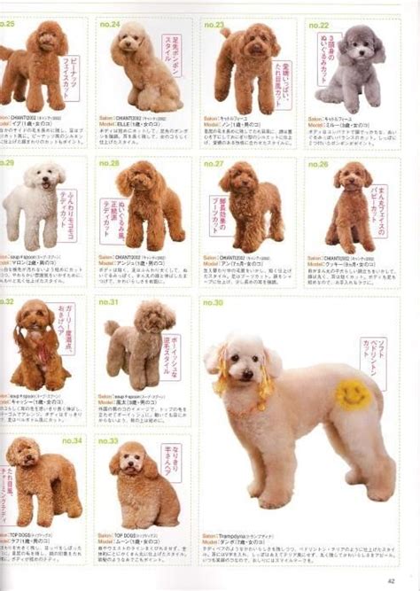 Japanese Grooming | Goldendoodle grooming, Poodle grooming, Dog grooming styles