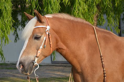 The 10 Best Draft Horse Breeds to Help You on the Homestead