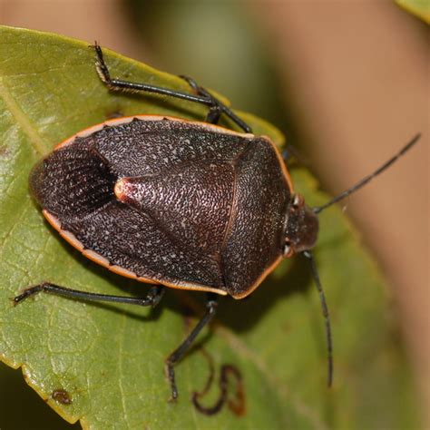 Black & orange stink bug - Chlorochroa ligata - BugGuide.Net