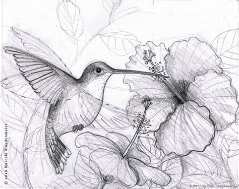 Pencil Drawings Of Hummingbirds | Hawaii Dermatology | Colibri dibujo, Dibujo achurado, Achurado