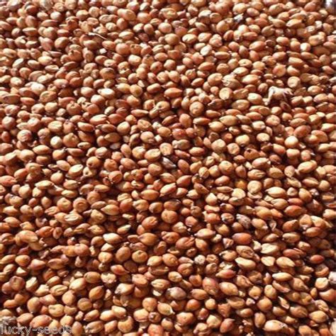 Egyptian Wheat Seed – Farmers Daughters Seeds