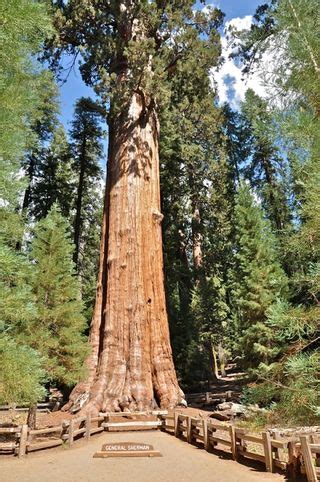 What Is the Worlds Largest Tree | Biggest Tree in World | Live Science