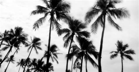 Black And White Palm Frond Wallpaper - Mural Wall