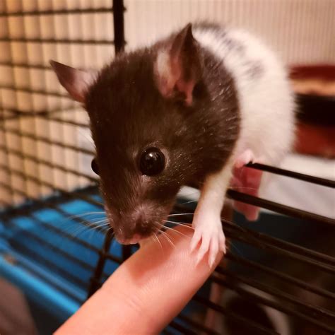 Baby rat knows how to turn on the cute 🖤 : r/RATS