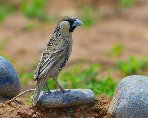 Sociable Weaver Photograph by Tony Beck - Fine Art America