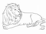 Free Printable Lion Coloring Pages At GetColoringscom  sketch template