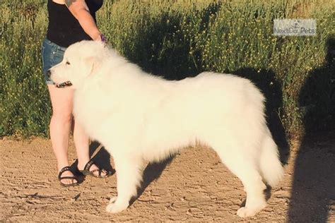 Pyr Boy: Great Pyrenees puppy for sale near Inland Empire, California. | 658a2e4f-b3e1