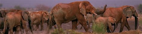 Mali Elephant Project | The WILD Foundation - The WILD Foundation ...