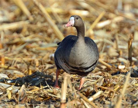 Greater White-fronted Goose | Goose hunting, Duck photography, Pet birds