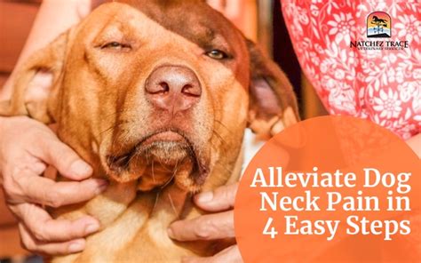 How to Effectively Alleviate Dog Neck Pain in 4 Easy Steps - Marc Smith DVM