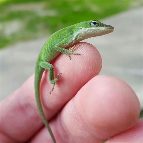 Green Anole Care Sheet | Reptiles' Cove