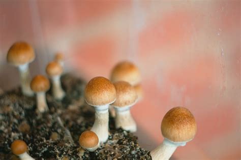 Legality of Psilocybin Mushrooms | Herbal Incense France