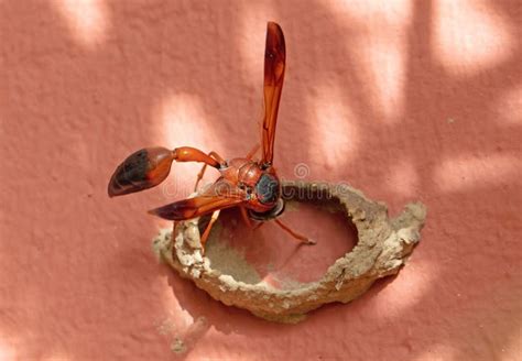 Red and Black Hornet Building His Nest Stock Photo - Image of nest ...