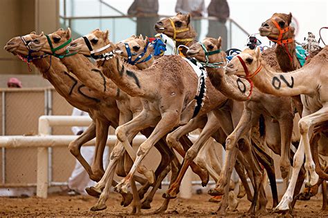 Camel Racing in UAE and Oman added to UNESCO list of intangible ...