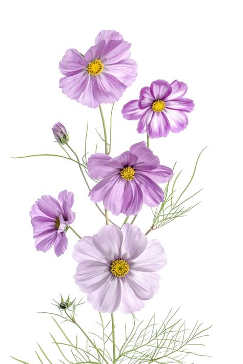 Cosmos | Flower art painting, Floral painting, Plant art print