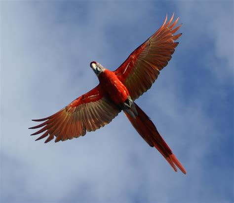 Scarlet macaw in flight - Macaws Photo (30728122) - Fanpop