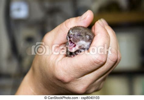 Least weasel baby (mustela nivalis) in hand. | CanStock