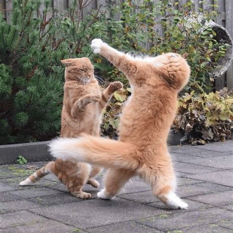Cats fighting: Animal, Cat, Fighting, Vs, Scratching : r/FreshMemeTemplates