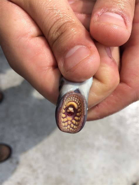 Sea Lamprey attached to a mackerel caught fishing in Gloucester.