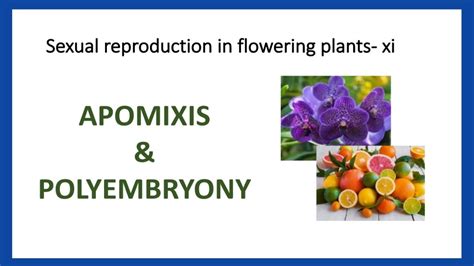 APOMIXIS & POLYEMBRYONY. Sexual reproduction in flowering plants-xi.XIi ...