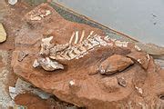 Category:Titanosauria fossils - Wikimedia Commons