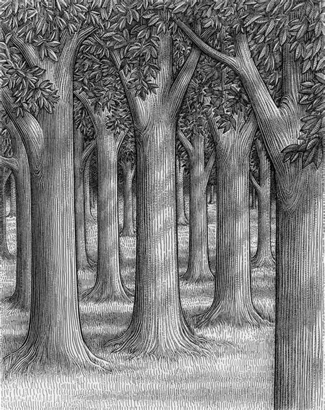 forest of trees drawing - Google Search | Forest drawing, Tree drawings pencil, Tree drawing
