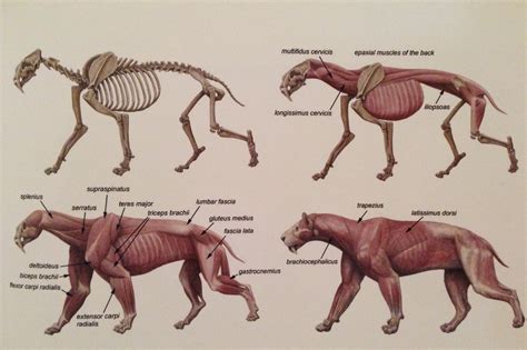 Pin by Kate Pfeilschiefter on Animal Anatomy | Animal anatomy, Anatomy for artists, Anatomy