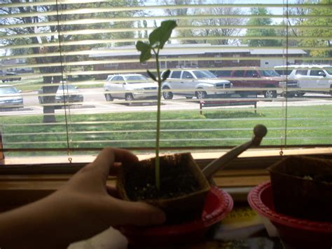 Question - Bean plant science experiment