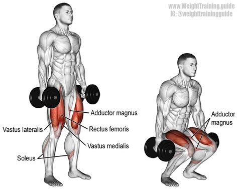 Dumbbell squat exercise instructions and video | Weight Training Guide | Squat workout, Dumbbell ...