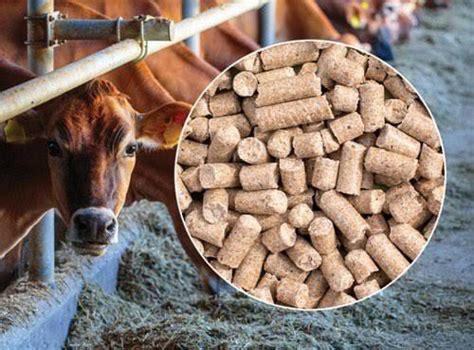 Dairy Cattle Feed Grade: First Class at Best Price in Wankaner | New ...