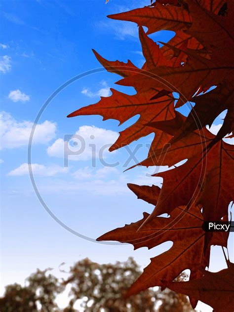 Image of Chinar leaves....-FS589005-Picxy