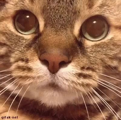 Cat Stare GIF - Cat Stare Meowing - Discover & Share GIFs