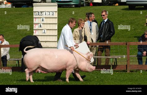 Large White Pig Great Yorkshire Show Harrogate North Yorkshire England ...