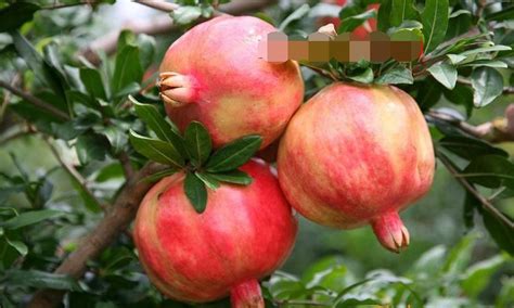 Suntoday Pomegranate Tree Fruit Seeds - China Pomegranate Tree Seeds and Pomegranate Seeds