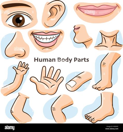 Human body parts, different parts of the body for teaching. Body details, cartoon flat design ...