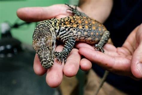 Komodo Dragon Hatches At The Chattanooga Zoo - Chattanoogan.com