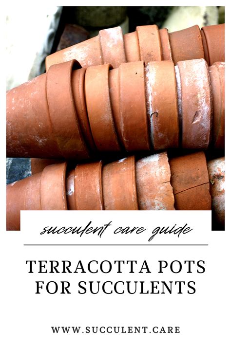 Terracotta Pots For Succulents - SUCCULENTdotCARE