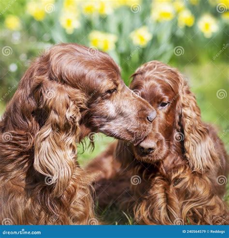 Cute Dog Kissing His Friend, Pet Love, Relationship Stock Image - Image ...