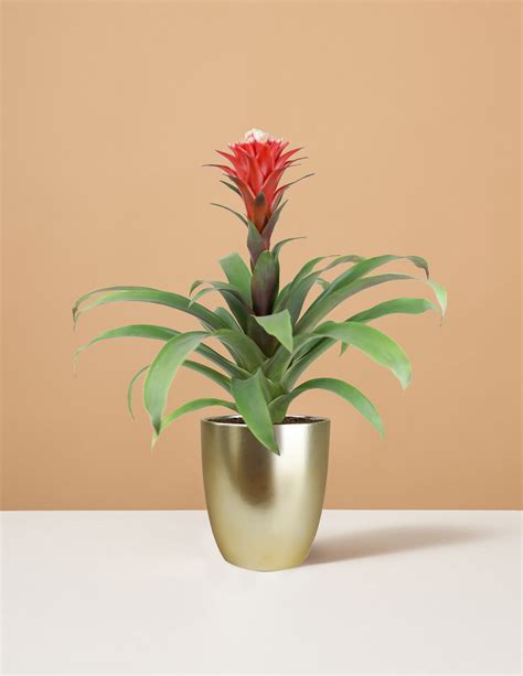 Bromeliad Guzmania Hope Red | Indoor Flowering House Plant Gifts | The Sill