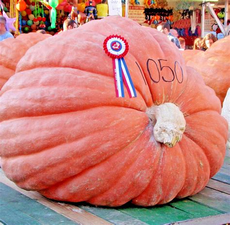 30 PUMPKIN BIG MAX SEEDS GIANT PRIZE WINNING GARDEN HEIRLOOM NON-GMO SQUASH USA - Chainsaw ...