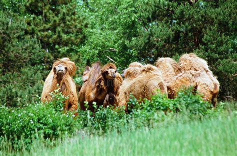 Bactrian Camels in an Open Woodland Stock Photo - Image of bactrian, together: 42998240